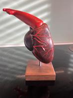 Anatomisch model hart, Ophalen of Verzenden