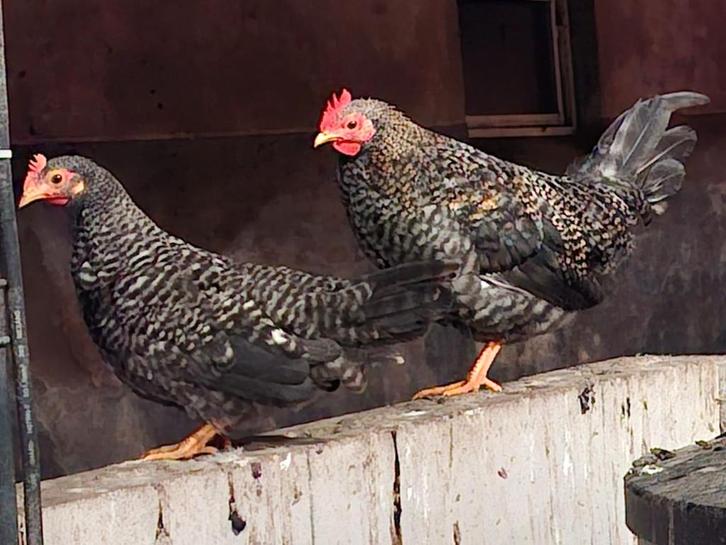 krielkippen te koop, Dieren en Toebehoren, Pluimvee, Kip, Vrouwelijk