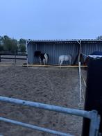 Stalling en weidegang, Dieren en Toebehoren, Weidegang