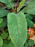 Smeerwortel .🌿...3 +1 GRATIS, Tuin en Terras, Ophalen