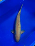 Doitsu Karashigoi 50-55cm Yagenji, Dieren en Toebehoren, Vissen | Vijvervissen, Karper of Koi