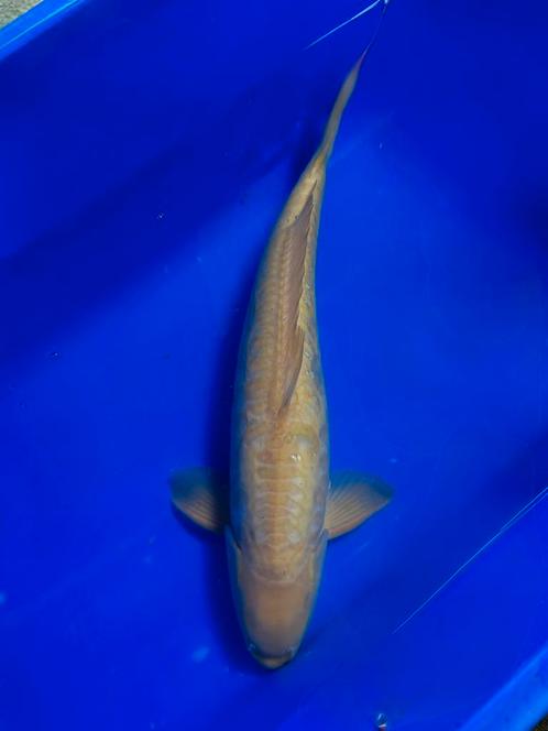 Doitsu Karashigoi 50-55cm Yagenji, Dieren en Toebehoren, Vissen | Vijvervissen, Karper of Koi