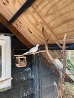 2 vrouwelijke diamantduiven, Vrouwelijk