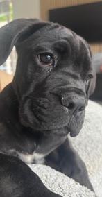 Cane corso pup  teefje, Dieren en Toebehoren, Overige rassen, 8 tot 15 weken, Teef, CDV (hondenziekte)