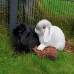 koppeltje hangoorkonijntjes te koop, Dieren en Toebehoren, Konijnen, Meerdere dieren, Dwerg, Hangoor, 0 tot 2 jaar