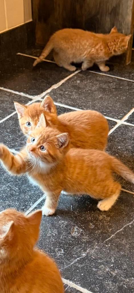 Gereserveerd, Dieren en Toebehoren, Katten en Kittens | Overige Katten, Kortharig, Meerdere dieren, 0 tot 2 jaar