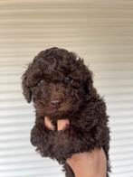 Prachtige raszuivere choco bruine toy poedel pup, Dieren en Toebehoren, Particulier, Rabiës (hondsdolheid), Teef, 8 tot 15 weken