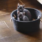 kittens 10 weken schattig grijs zwart en wit vlekje in vacht, Kater, Ontwormd, 0 tot 2 jaar