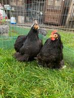 Cochin kriel duo, Dieren en Toebehoren, Pluimvee, Meerdere dieren, Kip