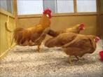 Leghorn kriel Buff kleurig, Meerdere dieren, Kip