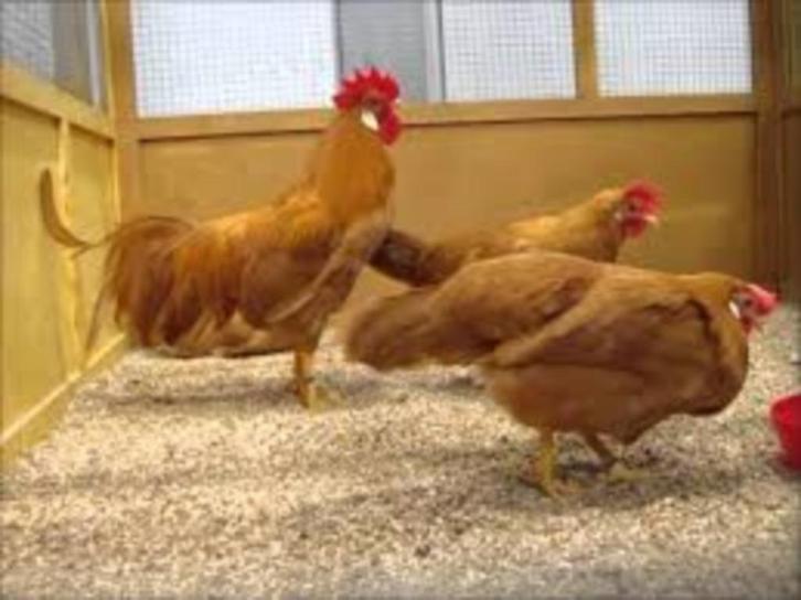Leghorn kriel Buff kleurig, Dieren en Toebehoren, Pluimvee, Kip, Meerdere dieren
