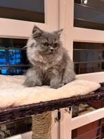 Perzisch/Brits langhaar poesje blauw, Poes, Gechipt, 0 tot 2 jaar
