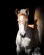 Haflinger hengstveulen van Nachtwind., Dieren en Toebehoren, Pony's, Hengst, Dressuurpony, Gechipt, 0 tot 2 jaar