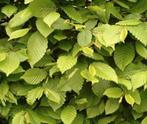 Haagbeuk carpinus, Tuin en Terras, Planten | Bomen, Ophalen of Verzenden, Volle zon, Overige soorten