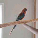 Mooi koppel opaline stanley rosella's, Dieren en Toebehoren, Meerdere dieren, Parkiet, Geringd