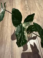 Syngonium Albo variegata stek goed geworteld, Huis en Inrichting, Kamerplanten, Ophalen of Verzenden, Halfschaduw, Minder dan 100 cm