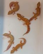 Kweek groep luipaardgekko, Dieren en Toebehoren, Hagedis, 0 tot 2 jaar