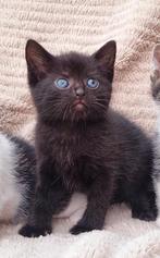 Prachtige kitten, Dieren en Toebehoren, Katten en Kittens | Raskatten | Korthaar, Kater, Ontwormd, 0 tot 2 jaar
