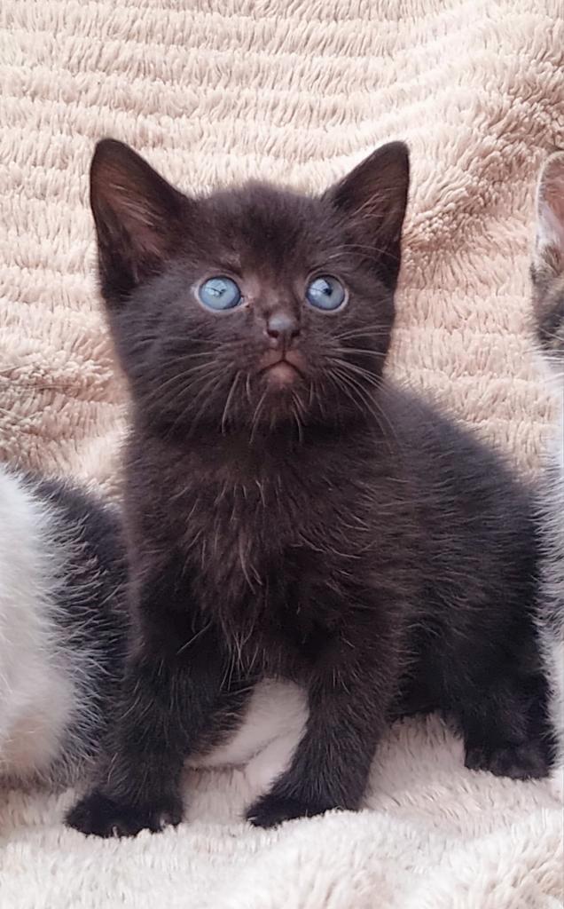 Prachtige kitten, Dieren en Toebehoren, Katten en Kittens | Raskatten | Korthaar, Kater, 0 tot 2 jaar, Ontwormd