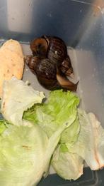 Koppel afrikaanse reuzenslakken, Dieren en Toebehoren, Amfibie, 0 tot 2 jaar