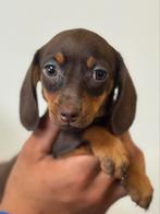 Teckel pups, Dieren en Toebehoren, Honden | Teckels en Dashonden, Nederland, CDV (hondenziekte), 8 tot 15 weken, Korthaar