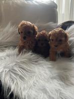 Toy poedel puppys, Poedel, Reu, CDV (hondenziekte), 8 tot 15 weken