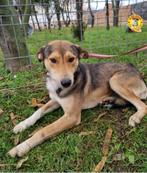 Knappe Bruce ter adoptie!, Dieren en Toebehoren, Particulier, Rabiës (hondsdolheid), Reu, Buitenland