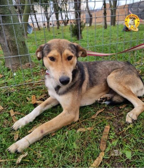 Knappe Bruce ter adoptie!, Dieren en Toebehoren, Honden | Niet-rashonden, Groot, Reu, Particulier, Eén hond, Buitenland, 3 tot 5 jaar