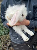 Konijntjes, Dieren en Toebehoren