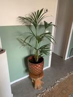 Kentiapalm met pot - Kamerplant, Tuin en Terras, Rond, Binnen, Zo goed als nieuw, Aardewerk