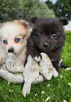 Te koop mooie dwergkees puppies (pomeriaan), Dieren en Toebehoren, Nederland, Keeshond, CDV (hondenziekte), 8 tot 15 weken