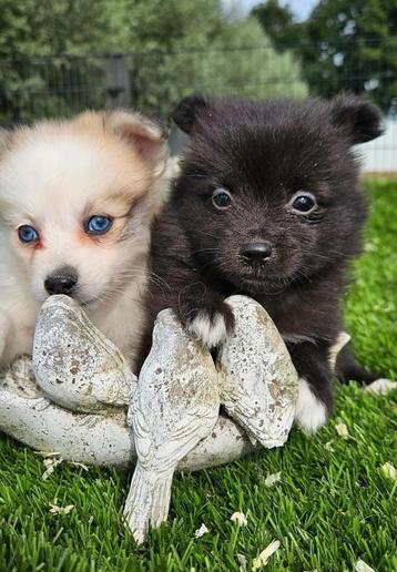 Te koop mooie dwergkees puppies (pomeriaan) beschikbaar voor biedingen