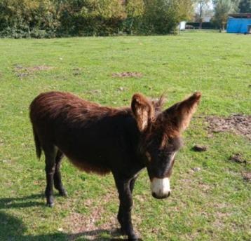 Lieve knuffel ezel beschikbaar voor biedingen