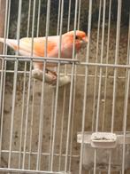 Kanari, Dieren en Toebehoren, Vogels | Kanaries, Meerdere dieren