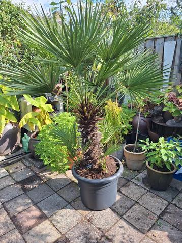 Palmboom goed geworteld in nieuwe pot Hoogte ongeveer 2 mete beschikbaar voor biedingen