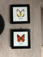 Opgezette vlinders, Ophalen of Verzenden, Zo goed als nieuw, Hout, Minder dan 50 cm