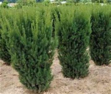 Taxus media Hicksii (taxus voor haag met bes) in div. maten beschikbaar voor biedingen