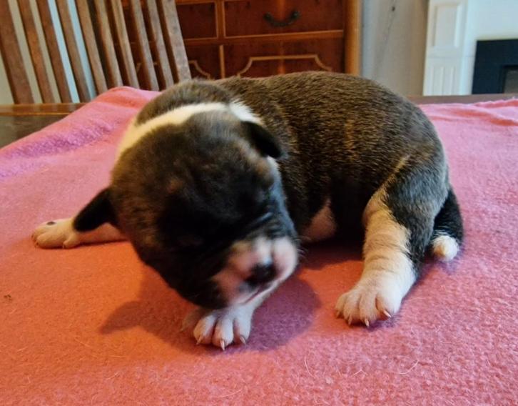 Supermooie Amerikaanse bulldog pups met stamboom, Dieren en Toebehoren, Honden | Bulldogs, Pinschers en Molossers, Meerdere dieren