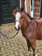 Chique roan welsh a veulen, Hengst, Niet van toepassing, 0 tot 2 jaar