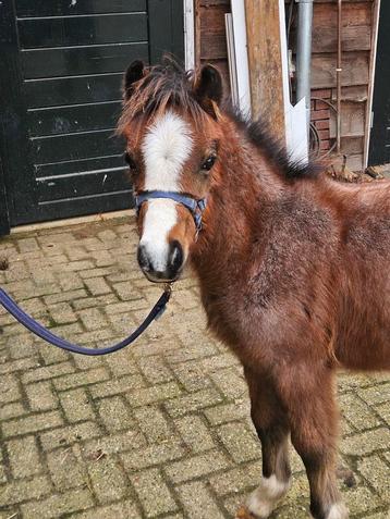Chique roan welsh a veulen  beschikbaar voor biedingen