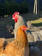 Mechelse Koekoek haan, Dieren en Toebehoren, Pluimvee, Mannelijk, Kip