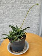 Vetplant, Huis en Inrichting, Kamerplanten, Ophalen, Halfschaduw, Minder dan 100 cm