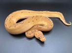 1.0 Pinstripe Clown het Hypo ball python regius te koop, Dieren en Toebehoren, Slang, Tam, 0 tot 2 jaar
