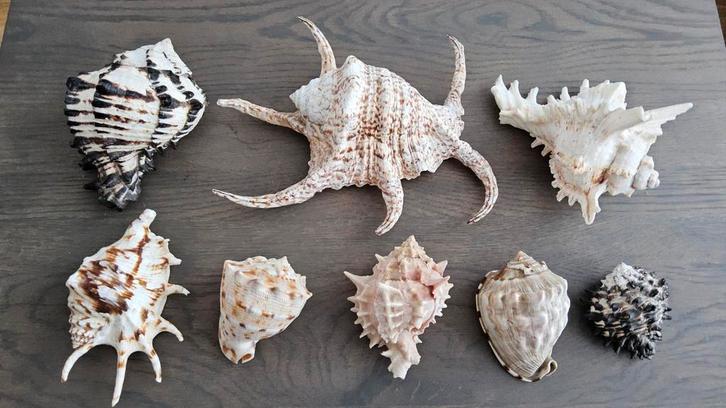 Schelpen mooie complete zeeschelpen diverse, Verzamelen, Mineralen en Fossielen, Ophalen of Verzenden