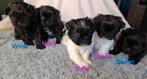 Prachtige Shiranian F1b pups (Shih tzu x Shih Tzu/pomeriaan), Overige rassen, 8 tot 15 weken, Meerdere, Meerdere dieren
