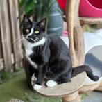 Lieve jonge poes (halve Maine Coon) ter herplaatsing, Dieren en Toebehoren, Katten en Kittens | Raskatten | Langhaar, Meerdere dieren
