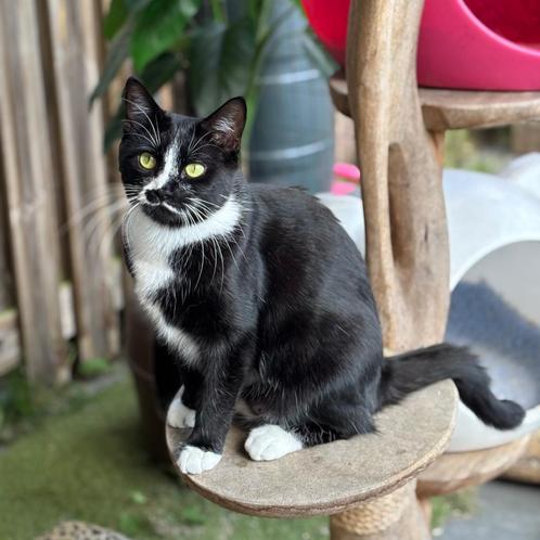 Lieve jonge poes (halve Maine Coon) ter herplaatsing, Dieren en Toebehoren, Katten en Kittens | Raskatten | Langhaar, Meerdere dieren