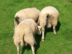 engelse texelaar dekram lammeren, Dieren en Toebehoren, Schapen, Geiten en Varkens, Mannelijk, Schaap