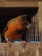 Bastaard kapoetsensijs, Dieren en Toebehoren