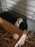 2 mooie cavia beertjes, Dieren en Toebehoren, Knaagdieren en Konijnen | Toebehoren, Ophalen